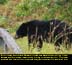 Black Bear